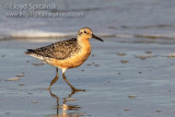 Red Knot