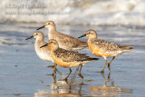 Red Knot