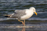 Herring Gull