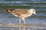 Lesser Black-backed Gull