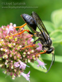 Katydid Wasp