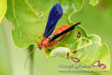 Ichneumon Wasp