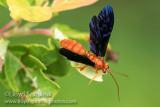 Ichneumon Wasp