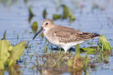 Dunlin