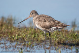 Hudsonian Godwit