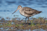 Hudsonian Godwit