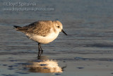 Sanderling