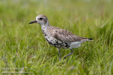 Black-bellied Plover