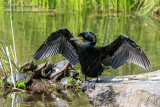 Double-crested Cormorant