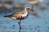 Black-bellied Plover