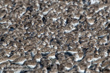 Semipalmated Sandpiper