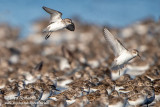 Semipalmated Sandpiper