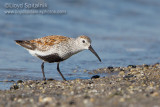 Dunlin