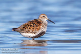 Dunlin