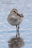 White-rumped Sandpiper
