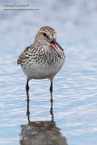 White-rumped Sandpiper