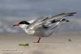 Common Tern