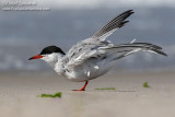 Common Tern