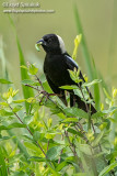 Bobolink