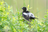 Bobolink