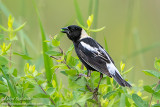 Bobolink