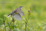 Eastern Meadowlark