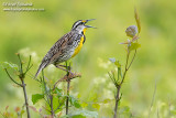 Eastern Meadowlark