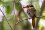 sulawesi lilac kingfisher<br><i>(Cittura cyanotis)</i>