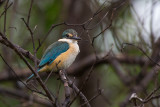 sacred kingfisher<br><i>(Todiramphus sanctus)</i>