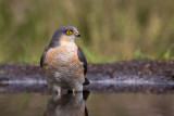 eurasian sparrowhawk<br><i>(Accipiter nisus, NL: sperwer)