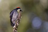 acorn woodpecker (f.)<br><i>(Melanerpes formicivorus)</i>