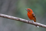 flame-colored tanager (m.)<br><i>(Piranga bidentata)</i>