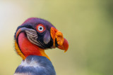 king vulture<br><i>(Sarcoramphus papa)</i>