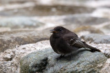 black phoebe<br><i>(Sayornis nigricans)</i>