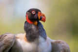 king vulture<br><i>(Sarcoramphus papa)</i>