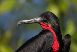 magnificent frigatebird<br><i>(Fregata magnificens)</i>