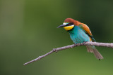 european bee-eater<br><i>(Merops apiaster)</i>