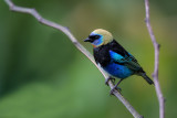 golden-hooded tanager<br><i>(Tangara larvata)</i>