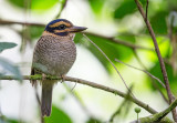 scaly-breasted kingfisher<br><i>(Actenoides princeps)</i>