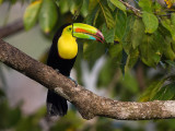 keel-billed toucan<br><i>(Ramphastos sulfuratus)</i>