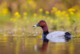 common pochard<br><i>(Aythya ferina)</i>