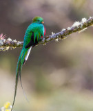 resplendent quetzal<br><i>(Pharomachrus mocinno)</i>