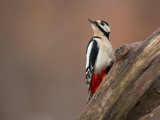 great spotted woodpecker<br><i>(Dendrocopos major)</i>
