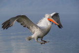 dalmatian pelican<br><i>(Pelecanus crispus)</i>