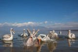 dalmatian pelican<br><i>(Pelecanus crispus)</i>