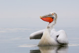 dalmatian pelican<br><i>(Pelecanus crispus)</i>