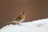 brambling<br><i>(Fringilla montifringilla)</i>