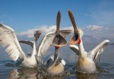 dalmatian pelican<br><i>(Pelecanus crispus)</i>