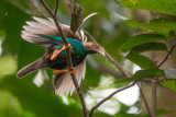 standardwing bird-of-paradise<br><i>(Semioptera wallacii)</i>