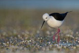 black-winged stilt<br><i>(Himantopus himantopus)</i>